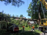 Alexandria Tree Services Unlimited image 2